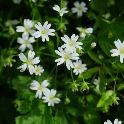close up Chickweed