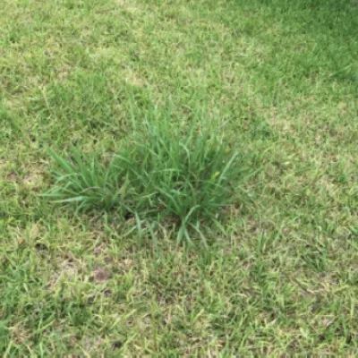 Dallis grass on a green lawn