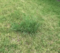Dallis grass on a green lawn