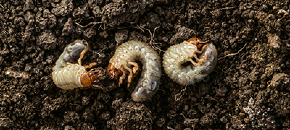 3 grubs on top of soil