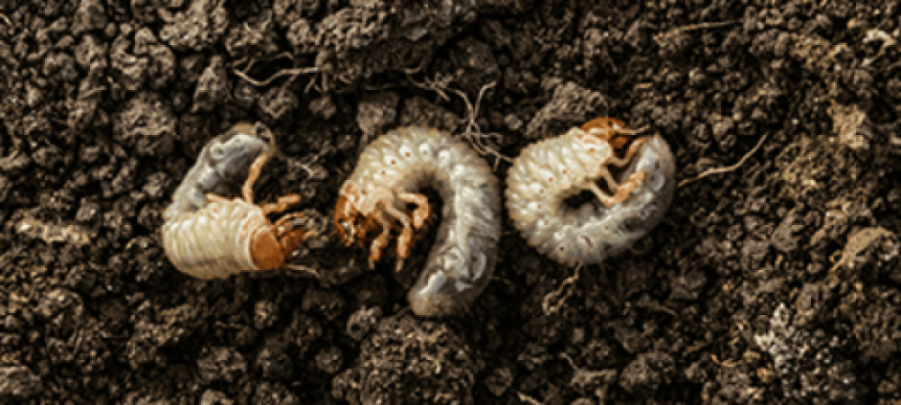 grubs in dirt