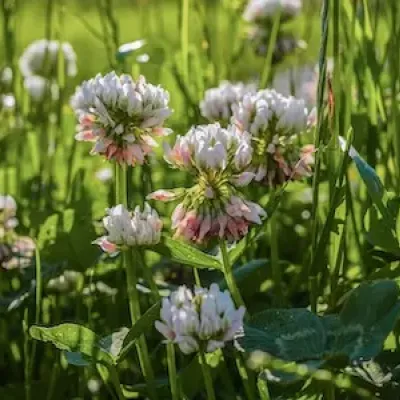 close up of clover weed