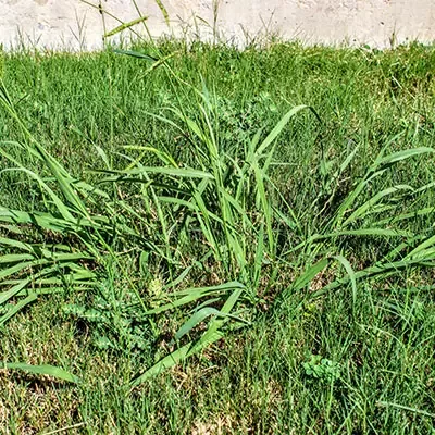 close up of crab grass