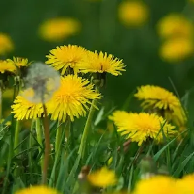 close up of a yellow dandelion