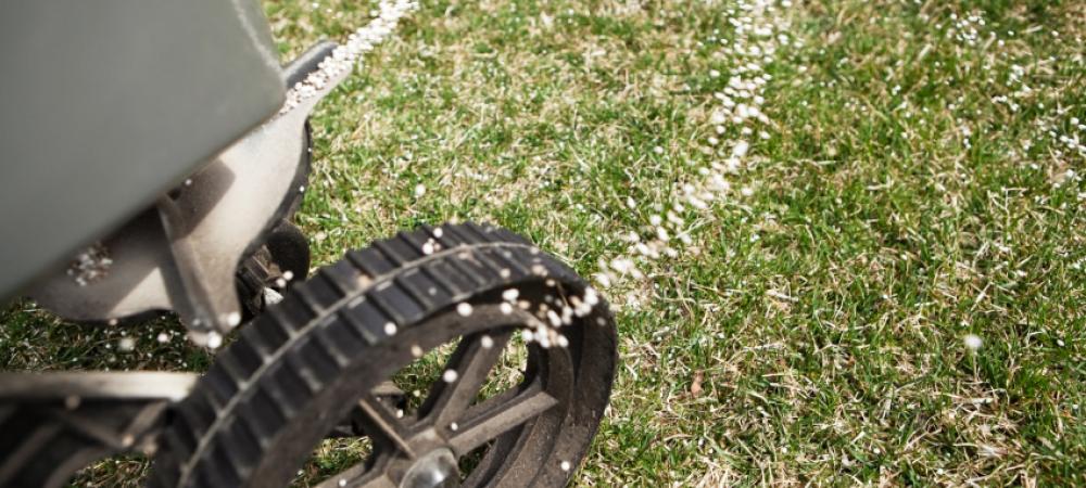 fertilizing the lawn